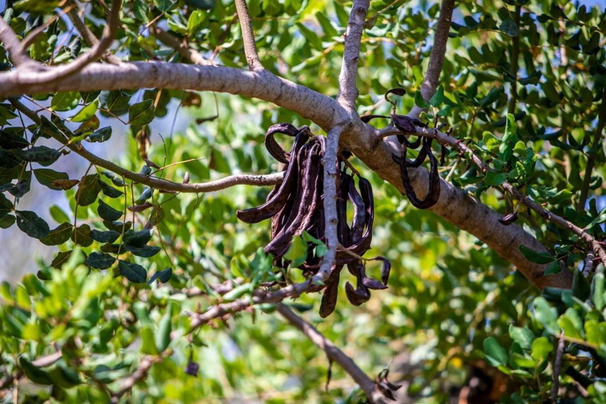 Finca Rural Es Pujol Soller Luaran gambar