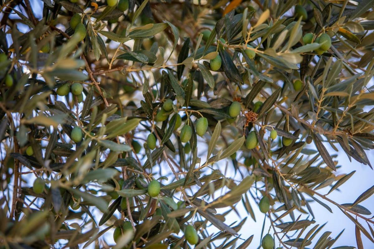 Finca Rural Es Pujol Soller Luaran gambar