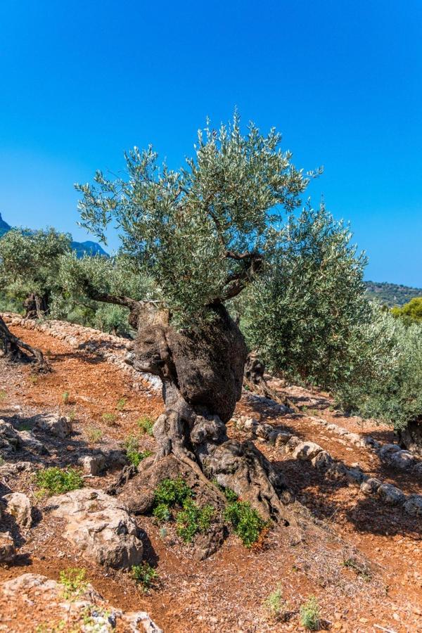 Finca Rural Es Pujol Soller Luaran gambar